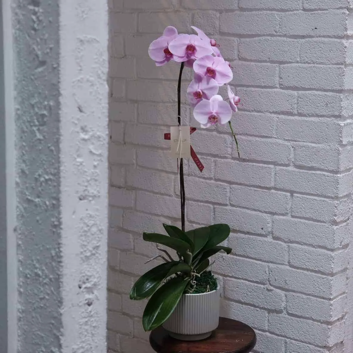 Phalaenopsis Orchid in Pot 1
