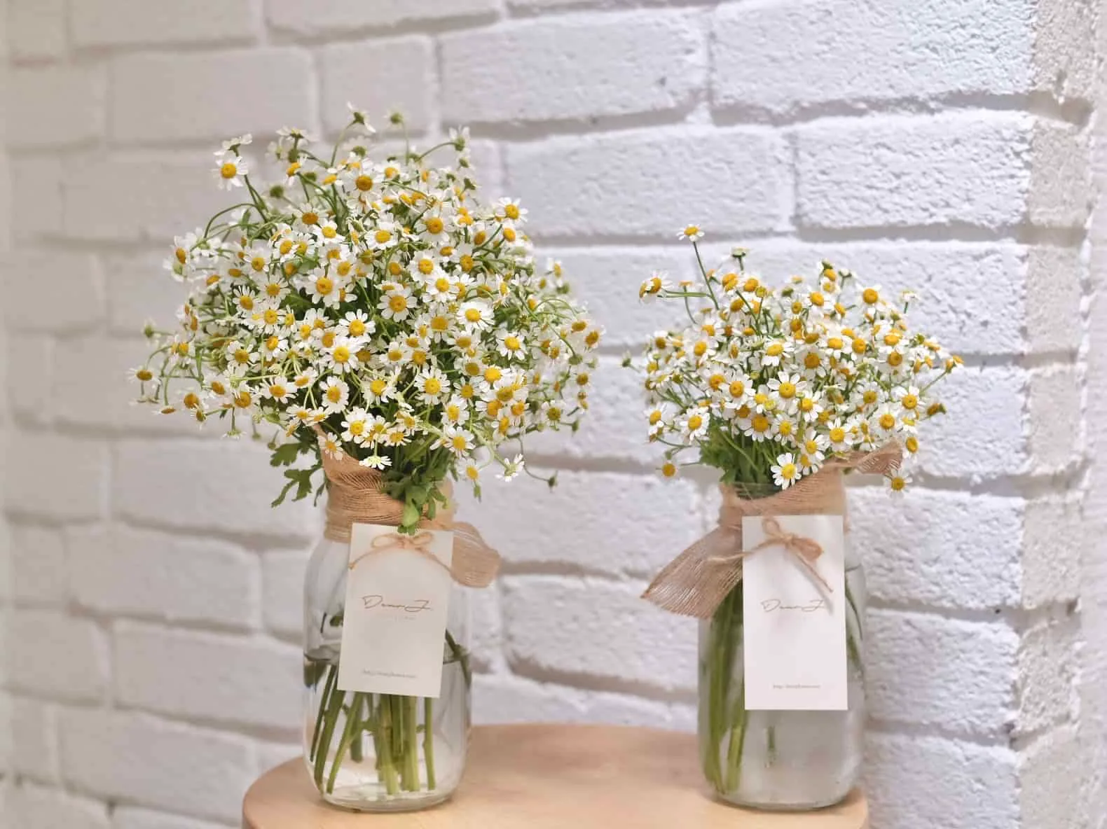Chamomile in Jar 3